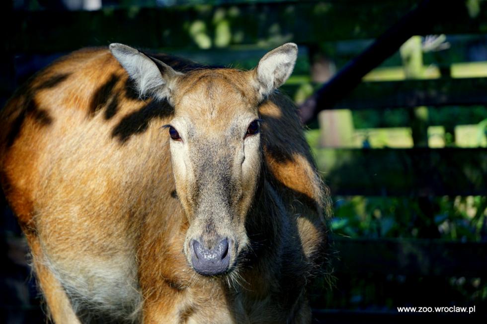 Nowy mieszkaniec wrocławskiego zoo - odkryty jako wymarły